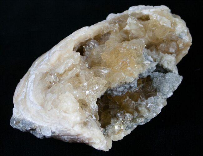 Golden Calcite Crystal Clam Fossil #6550